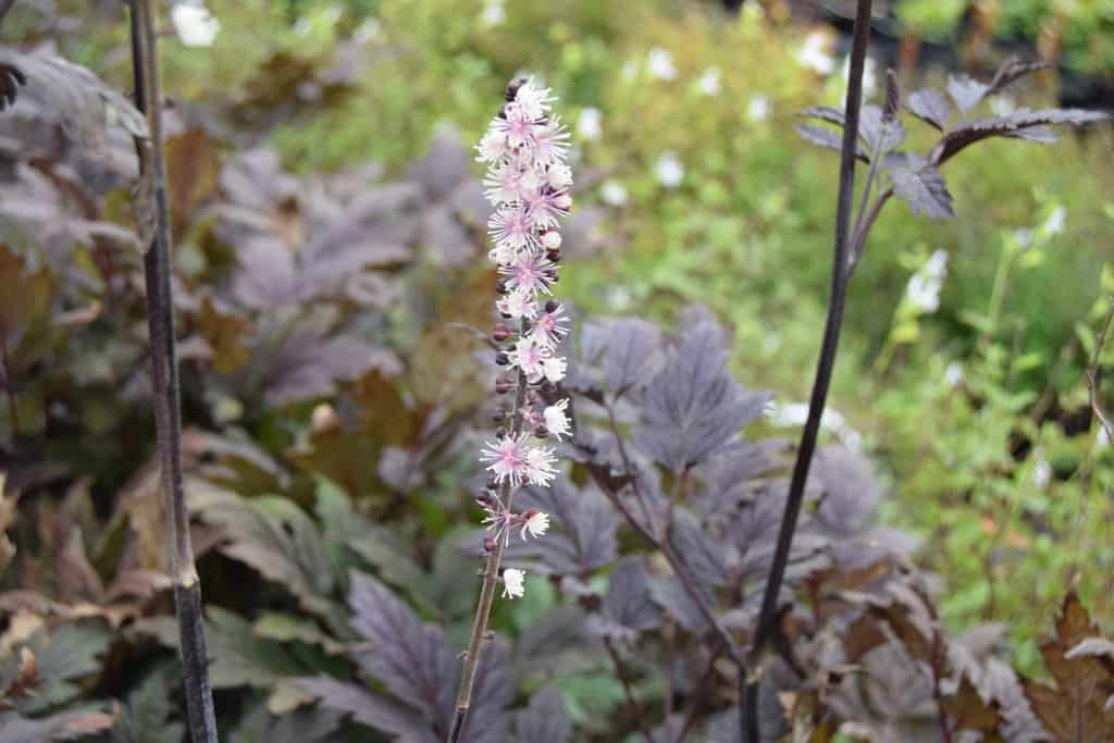 Actaea simplex 'Pink Spike' ---